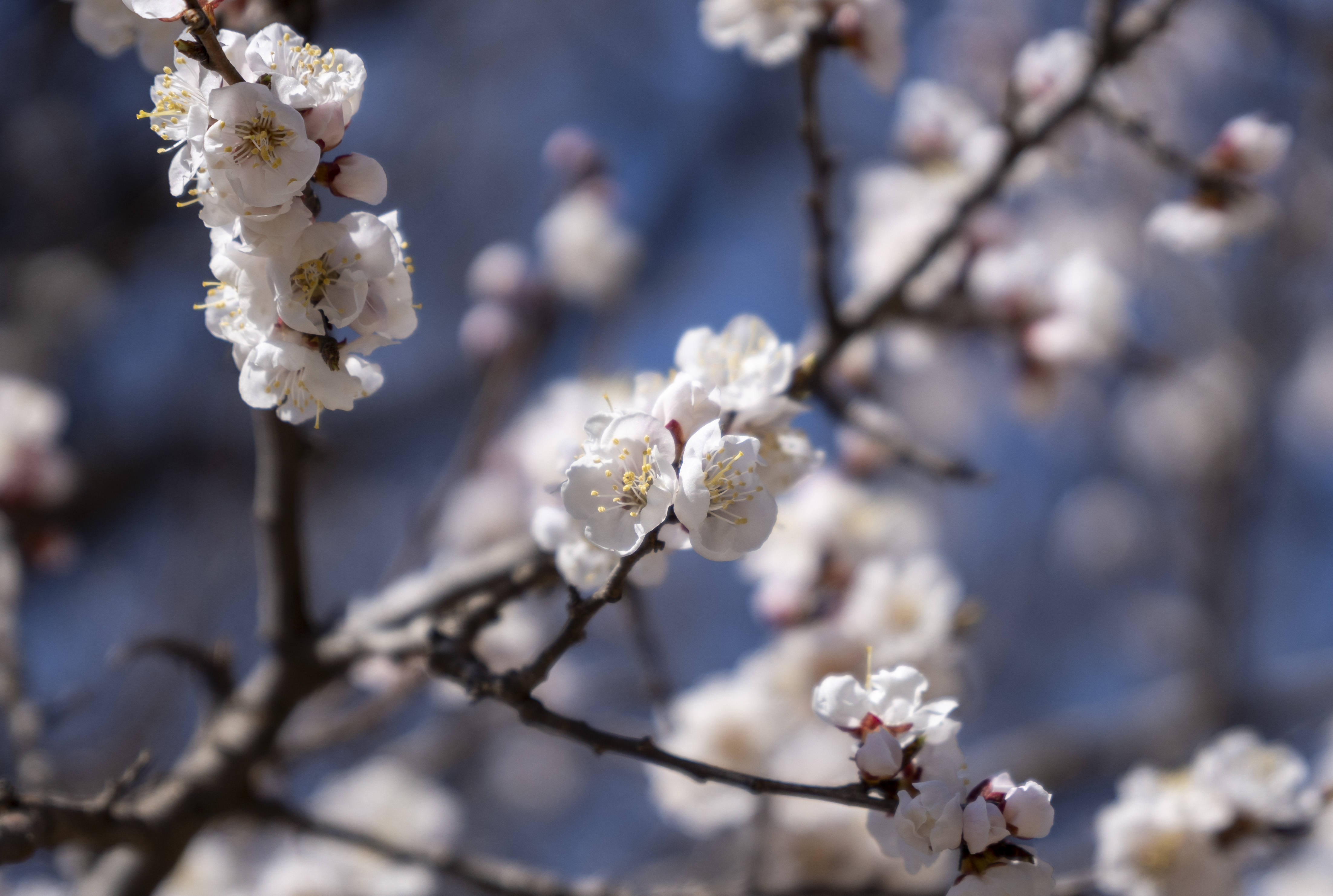 National Botanical Garden, May 2024.