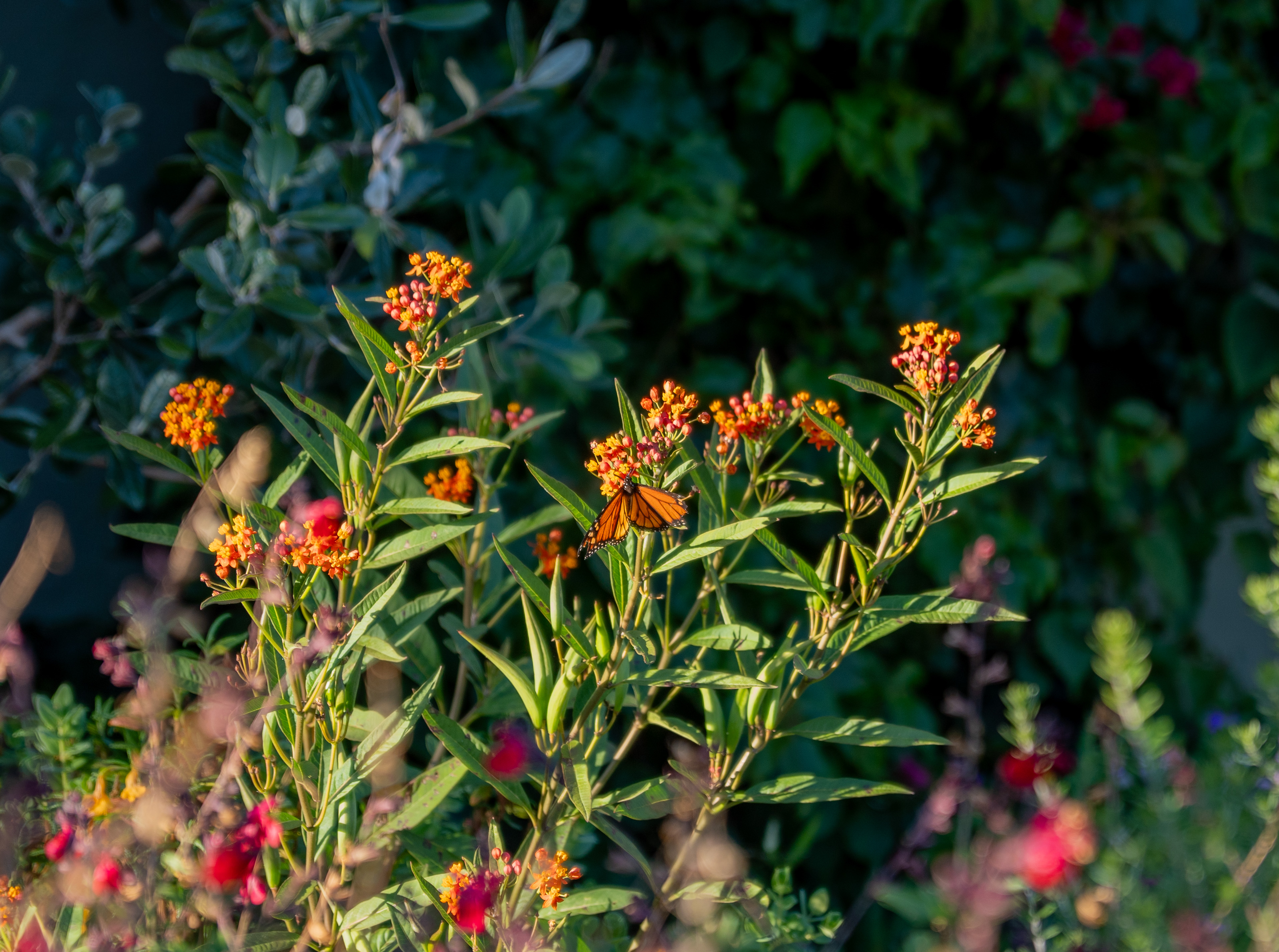 Kensington, Nov 2025.