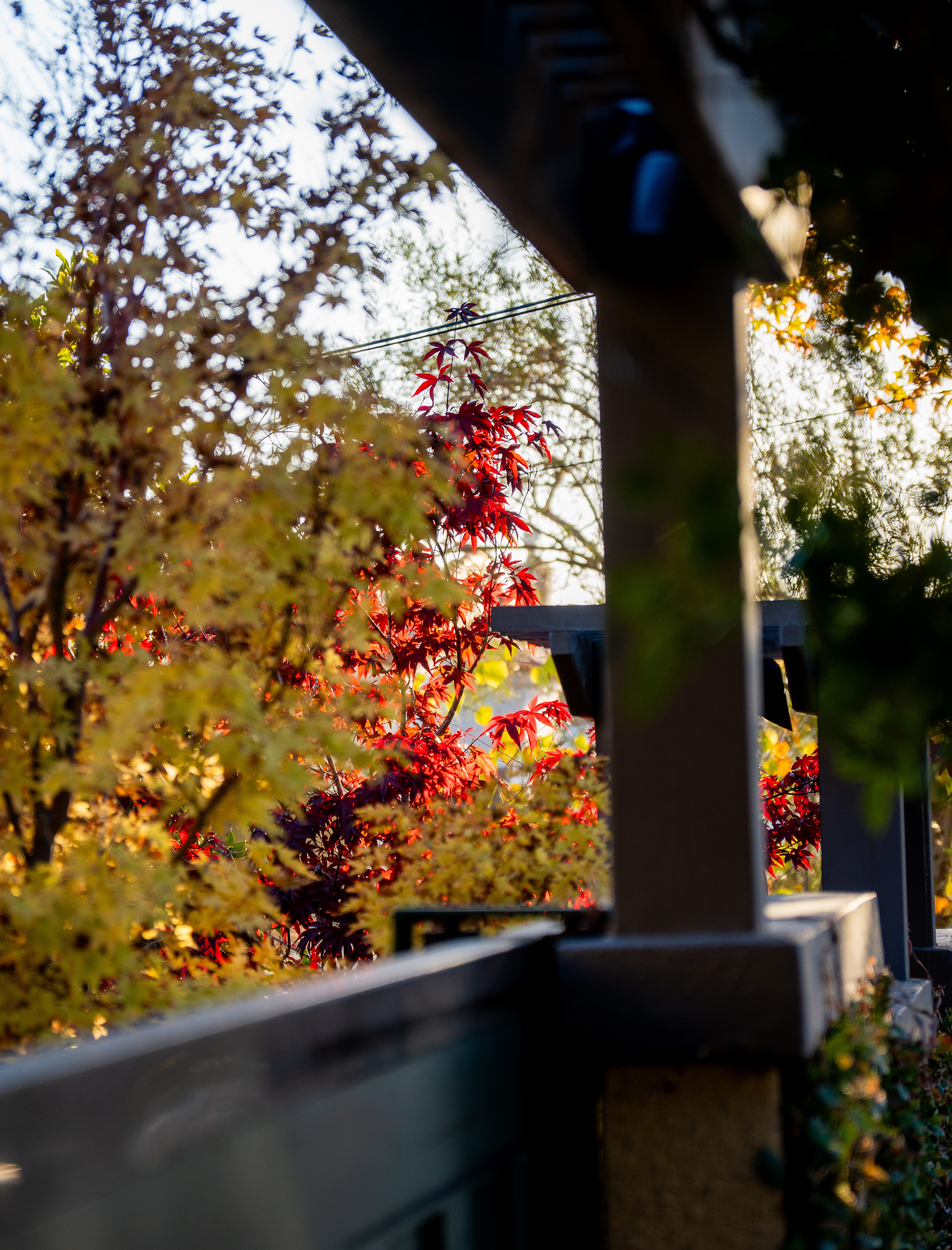 Kensington, Nov 2025.