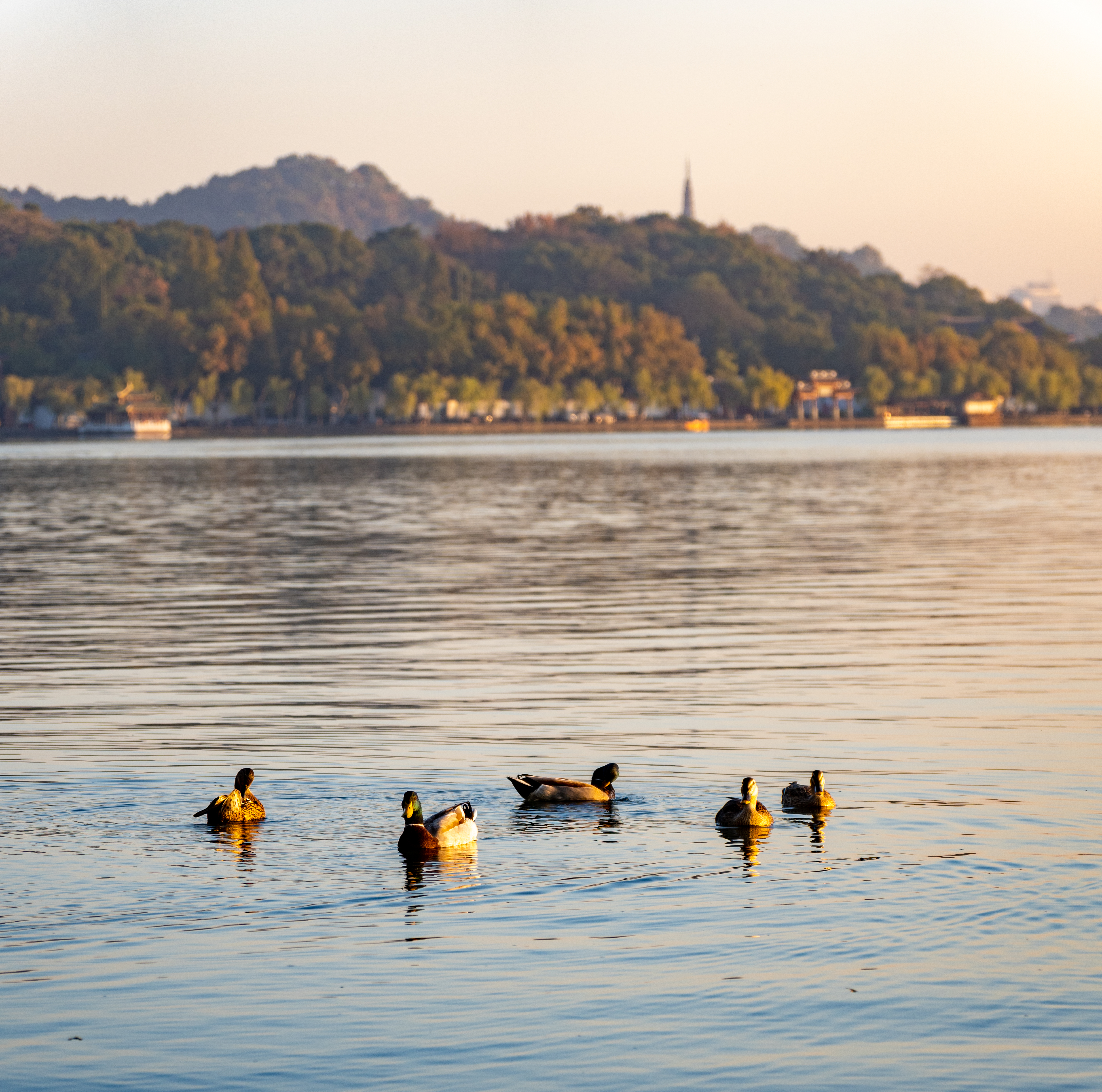 the West Lake, Nov 2023.