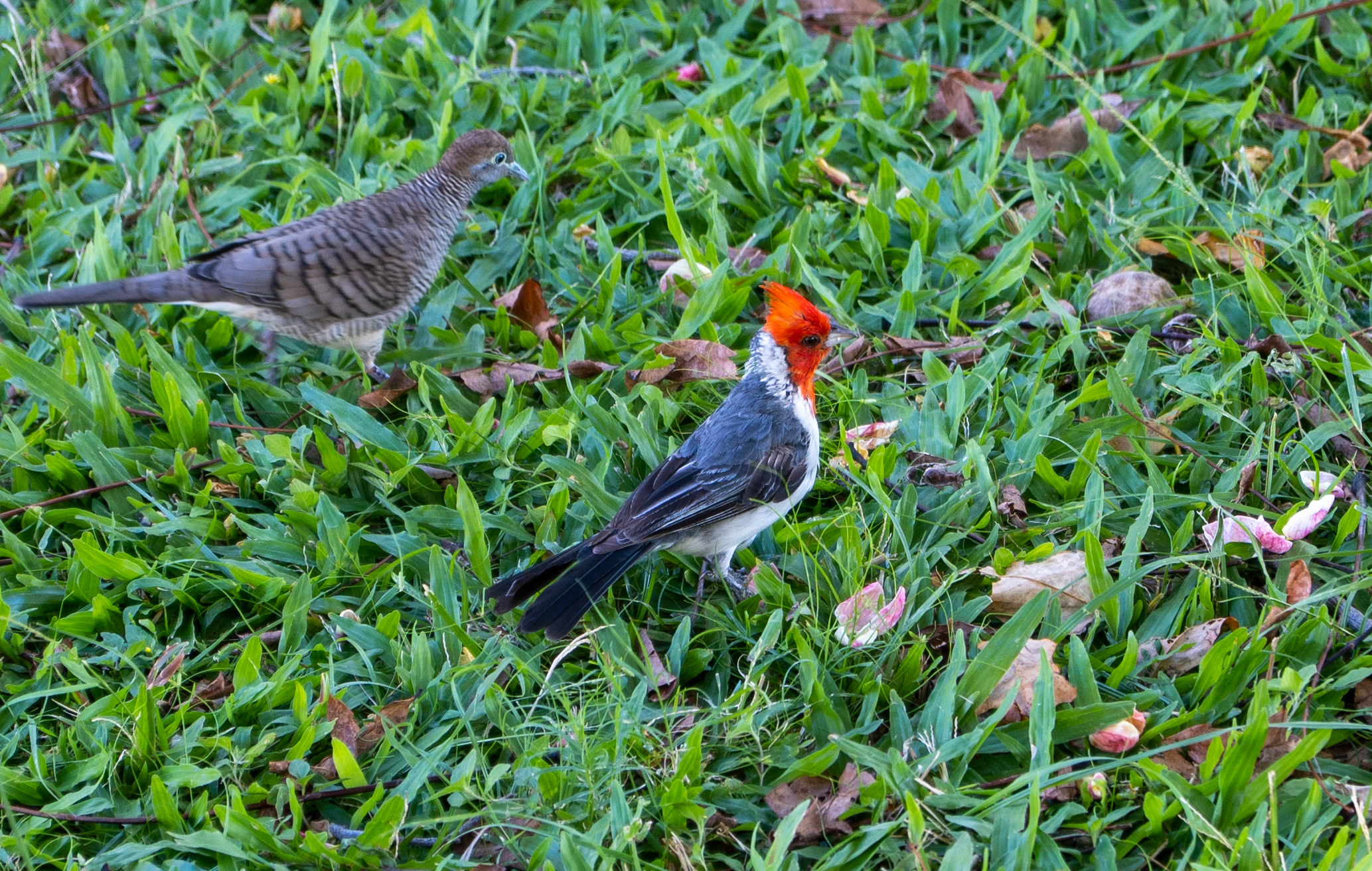 Diamond Head Crater, Jul 2023.