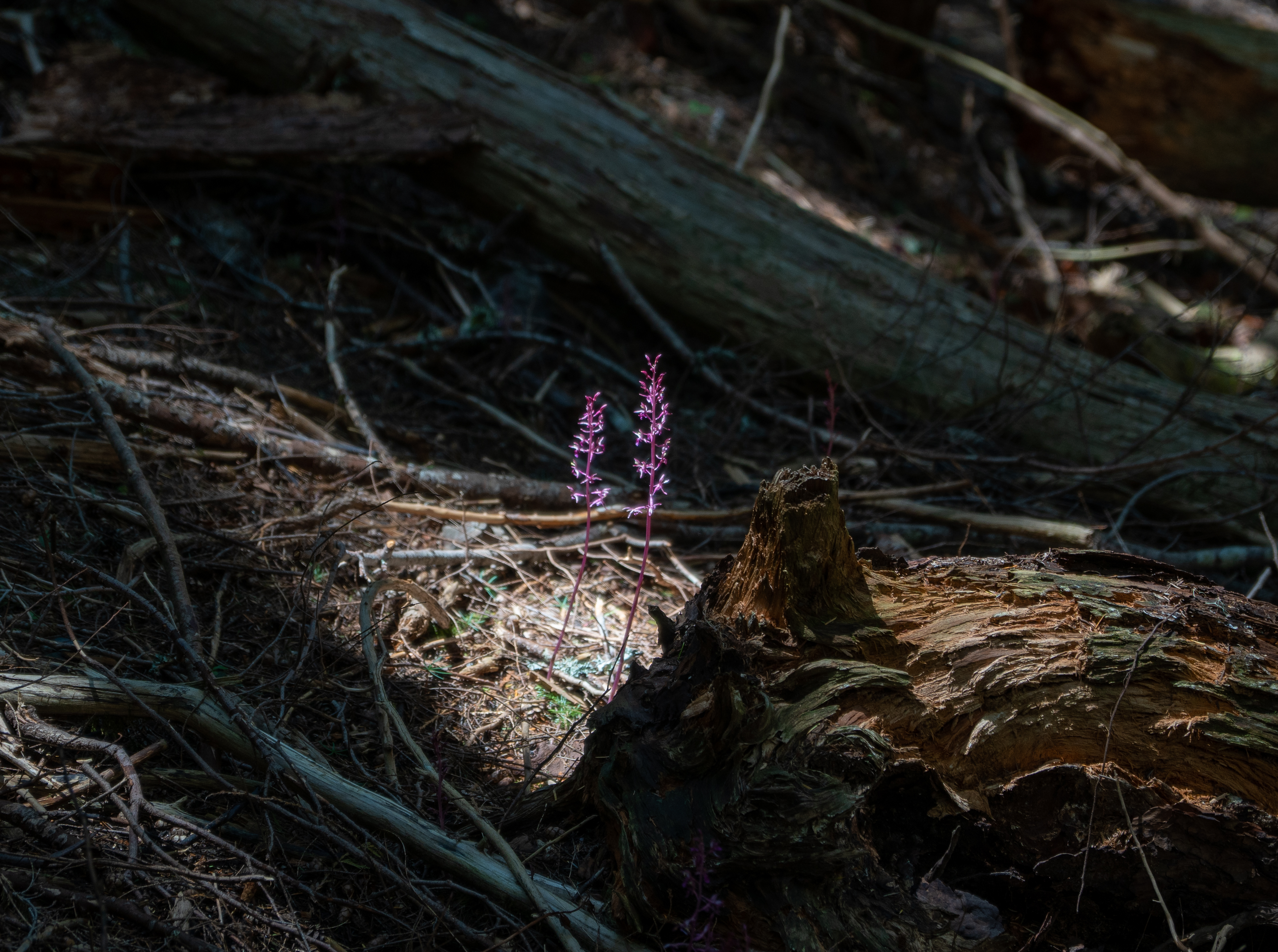 Mailbox Peak, Snoqualmie, June 2023.