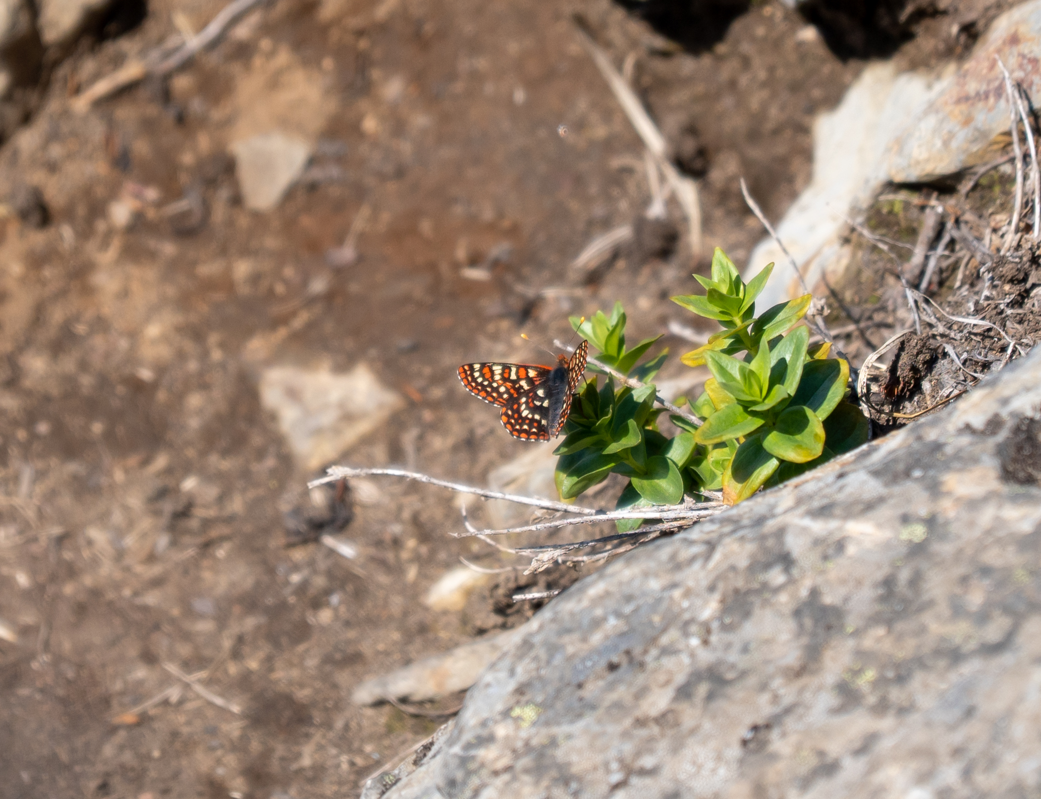 Mailbox Peak, Snoqualmie, June 2023.