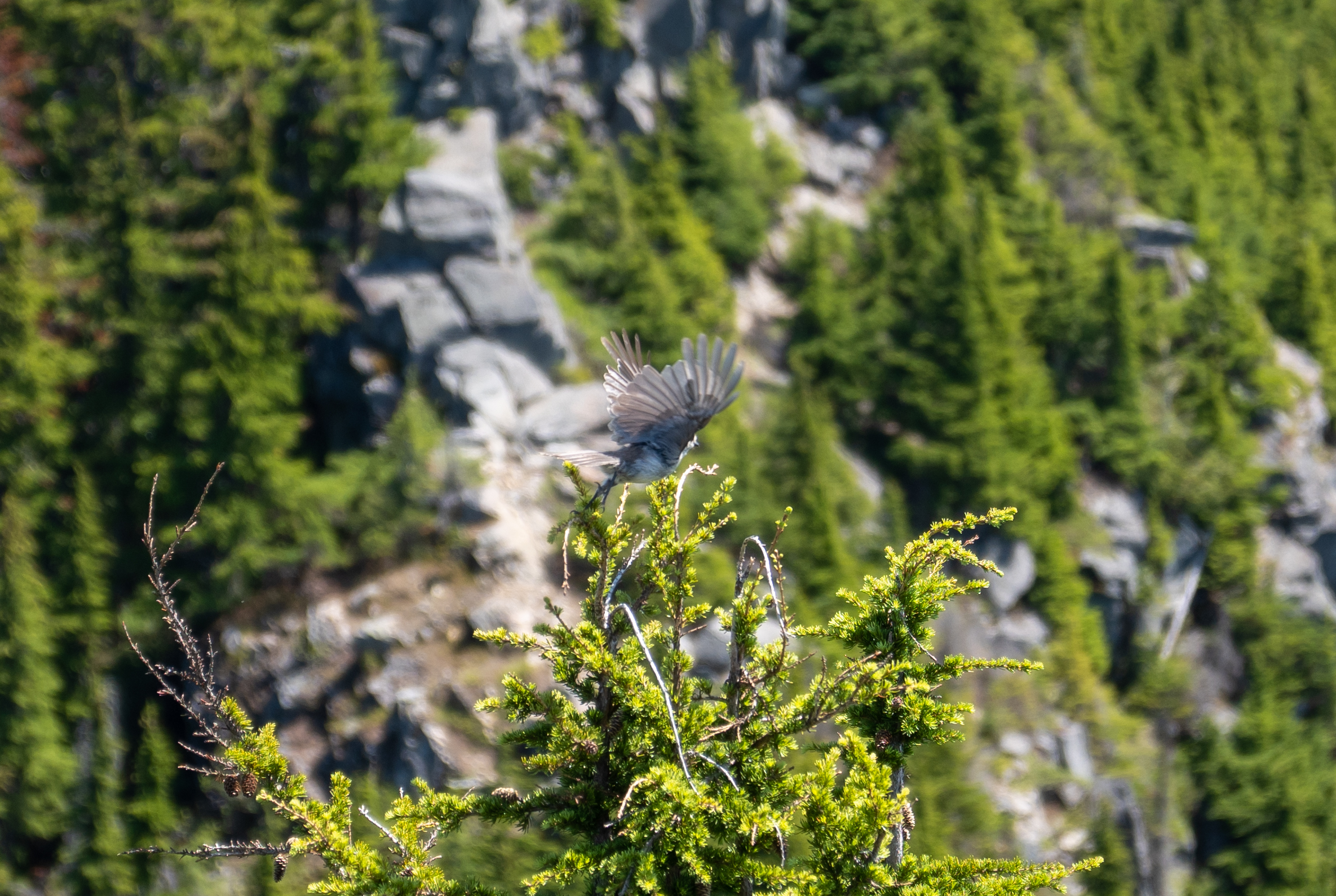 Mailbox Peak, Snoqualmie, June 2023.