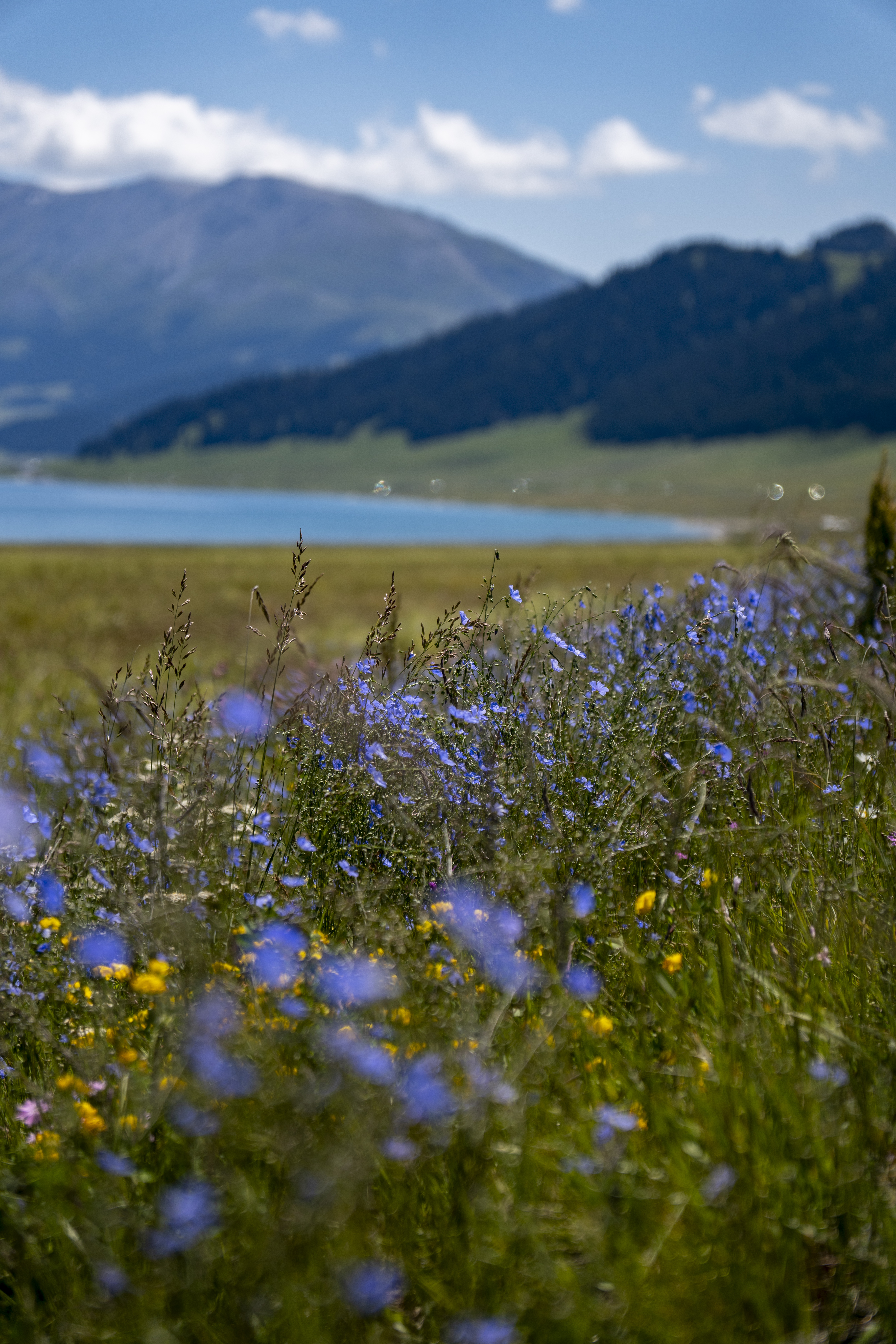 Sayram Lake, Jul 2024.